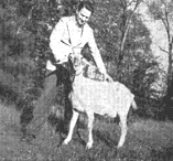 A 22-month-old Nubian Goat.